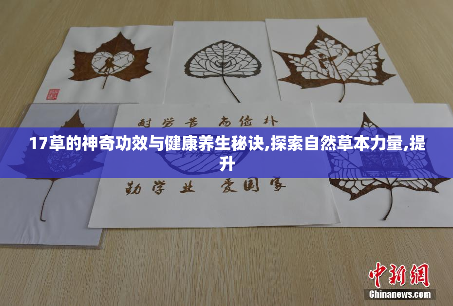 17草的神奇功效与健康养生秘诀,探索自然草本力量,提升