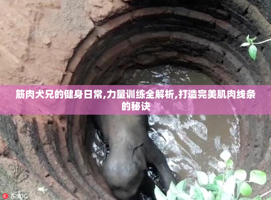 筋肉犬兄的健身日常,力量训练全解析,打造完美肌肉线条的秘诀