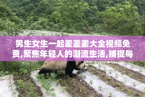 男生女生一起差差差大全视频免费,聚焦年轻人的潮流生活,捕捉每一