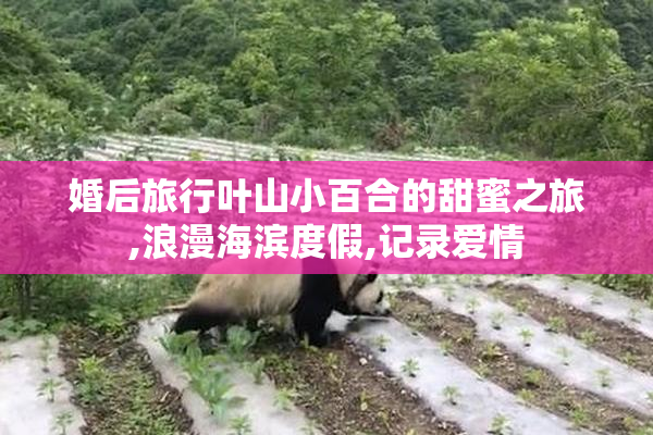 婚后旅行叶山小百合的甜蜜之旅,浪漫海滨度假,记录爱情