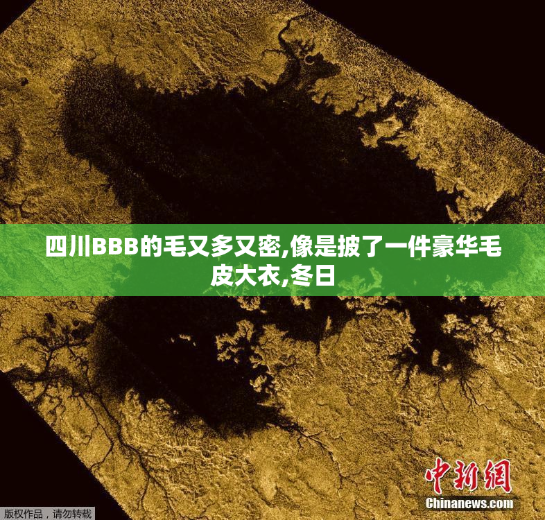 四川BBB的毛又多又密,像是披了一件豪华毛皮大衣,冬日