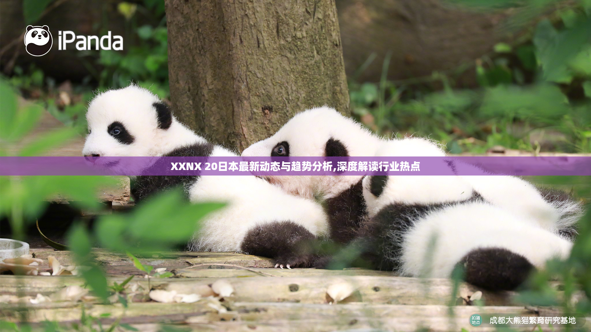 XXNX 20日本最新动态与趋势分析,深度解读行业热点