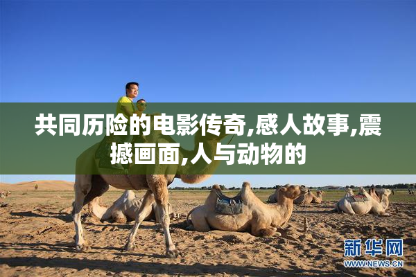 共同历险的电影传奇,感人故事,震撼画面,人与动物的