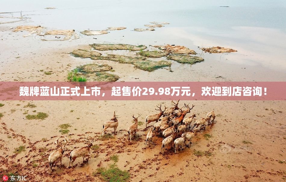 魏牌蓝山正式上市，起售价29.98万元，欢迎到店咨询！