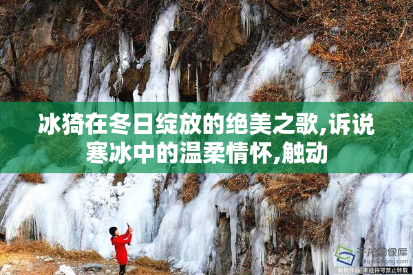 冰猗在冬日绽放的绝美之歌,诉说寒冰中的温柔情怀,触动