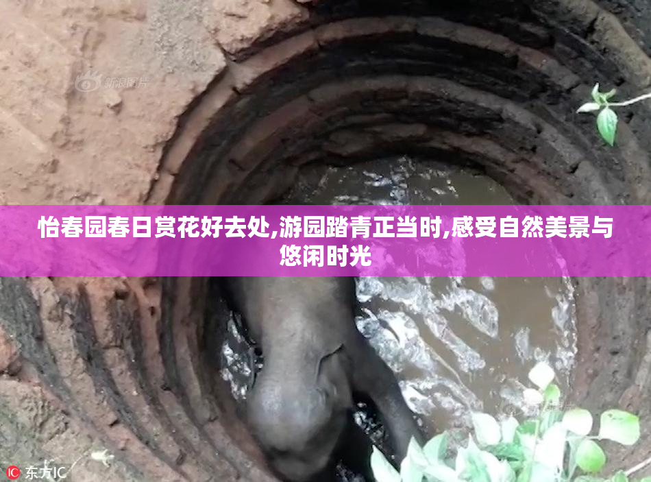 怡春园春日赏花好去处,游园踏青正当时,感受自然美景与悠闲时光
