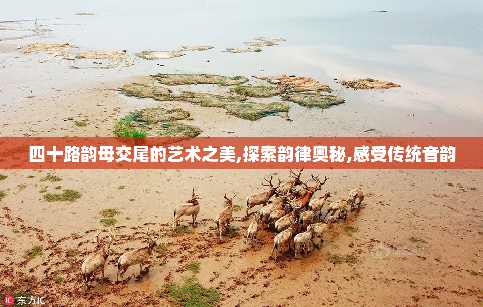 四十路韵母交尾的艺术之美,探索韵律奥秘,感受传统音韵