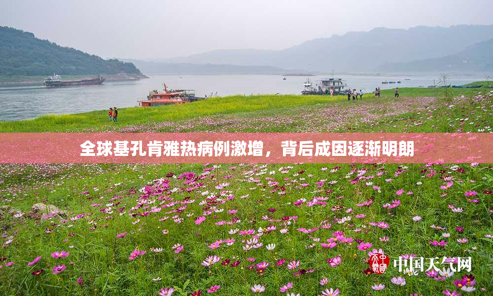 全球基孔肯雅热病例激增，背后成因逐渐明朗