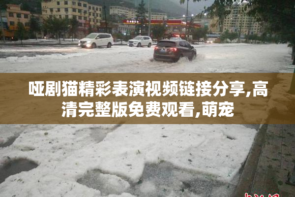 哑剧猫精彩表演视频链接分享,高清完整版免费观看,萌宠