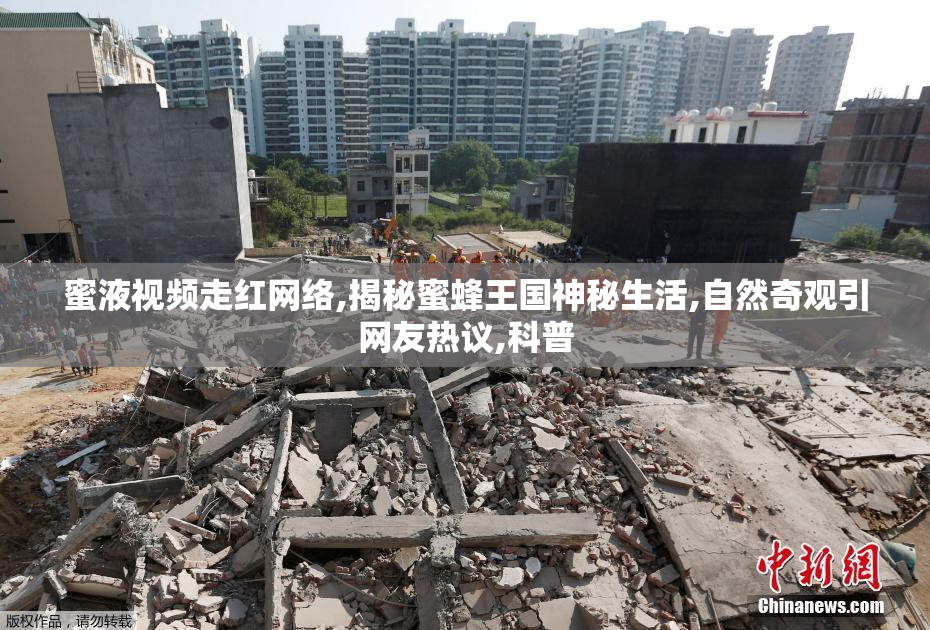 蜜液视频走红网络,揭秘蜜蜂王国神秘生活,自然奇观引网友热议,科普