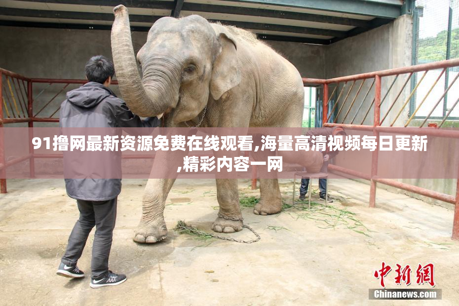 91撸网最新资源免费在线观看,海量高清视频每日更新,精彩内容一网