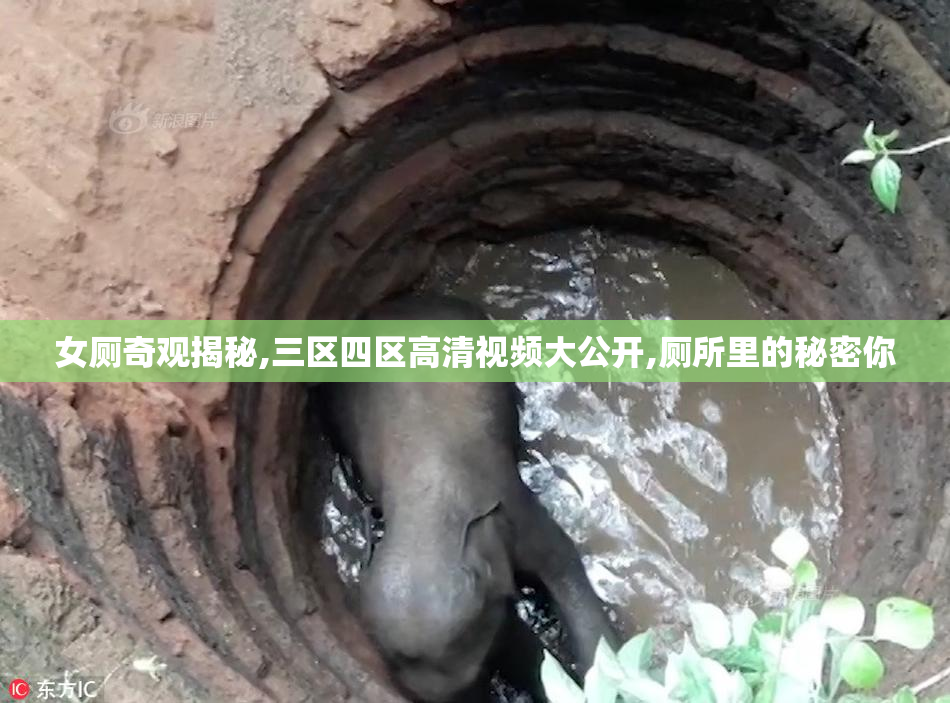 女厕奇观揭秘,三区四区高清视频大公开,厕所里的秘密你