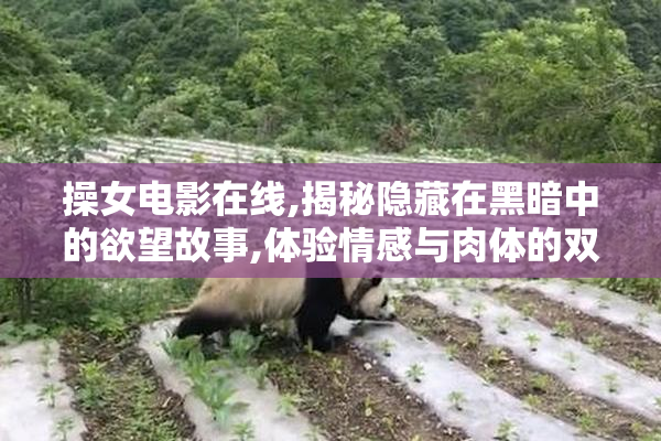 操女电影在线,揭秘隐藏在黑暗中的欲望故事,体验情感与肉体的双重