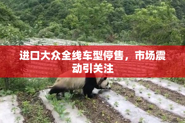 进口大众全线车型停售，市场震动引关注