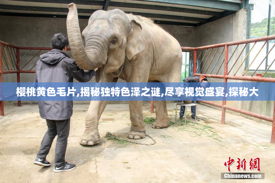 樱桃黄色毛片,揭秘独特色泽之谜,尽享视觉盛宴,探秘大