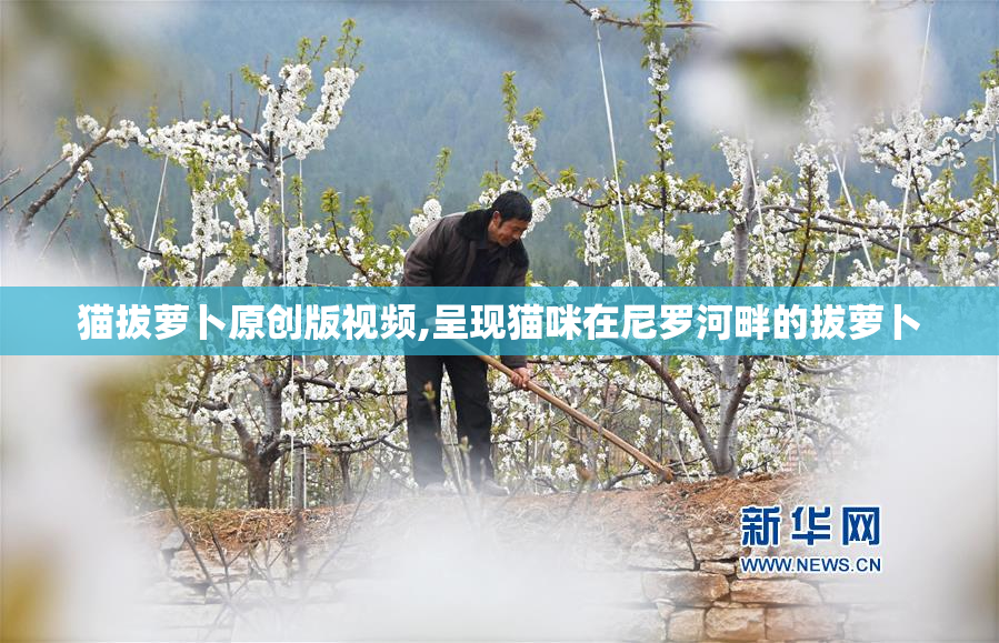 猫拔萝卜原创版视频,呈现猫咪在尼罗河畔的拔萝卜