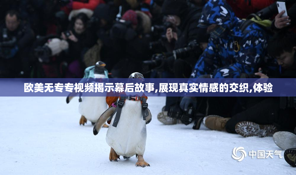 欧美无专专视频揭示幕后故事,展现真实情感的交织,体验