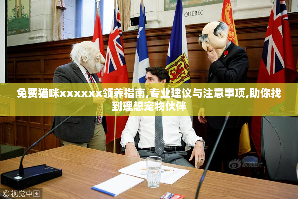 免费猫咪xxxxxx领养指南,专业建议与注意事项,助你找到理想宠物伙伴