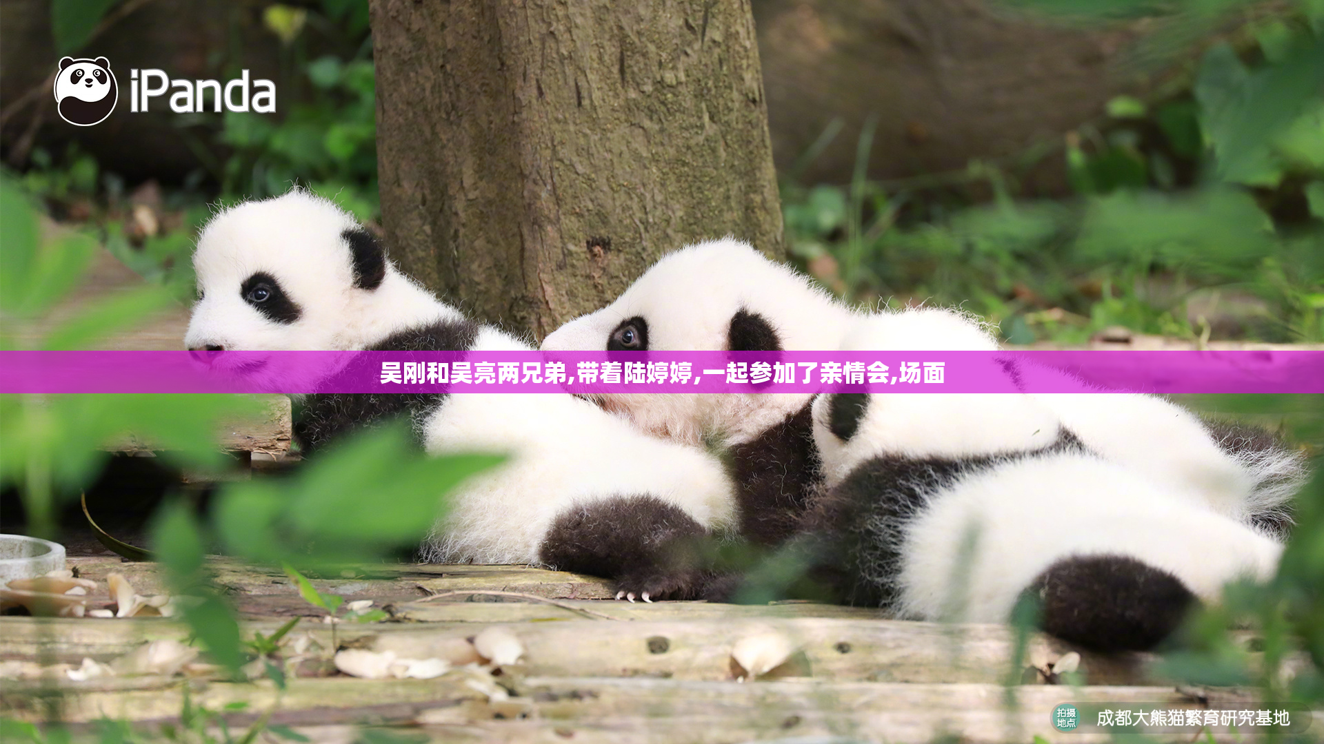 吴刚和吴亮两兄弟,带着陆婷婷,一起参加了亲情会,场面