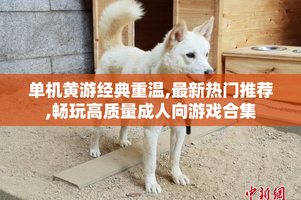 单机黄游经典重温,最新热门推荐,畅玩高质量成人向游戏合集
