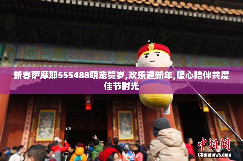 新春萨摩耶555488萌宠贺岁,欢乐迎新年,暖心陪伴共度佳节时光