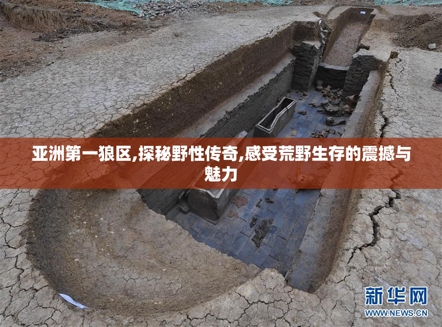 亚洲第一狼区,探秘野性传奇,感受荒野生存的震撼与魅力