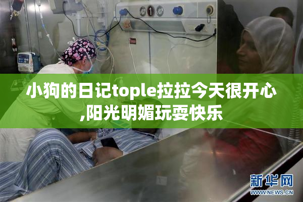 小狗的日记tople拉拉今天很开心,阳光明媚玩耍快乐