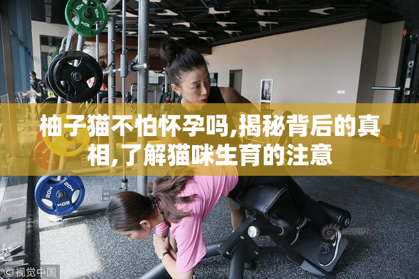 柚子猫不怕怀孕吗,揭秘背后的真相,了解猫咪生育的注意