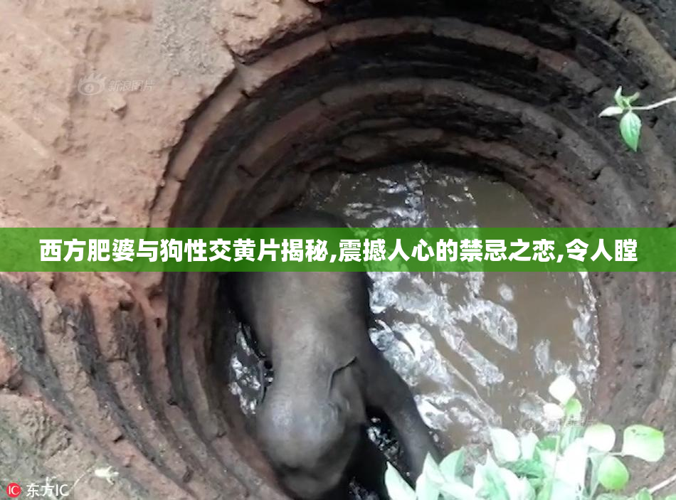 西方肥婆与狗性交黄片揭秘,震撼人心的禁忌之恋,令人瞠