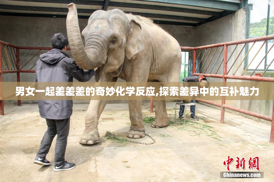 男女一起差差差的奇妙化学反应,探索差异中的互补魅力