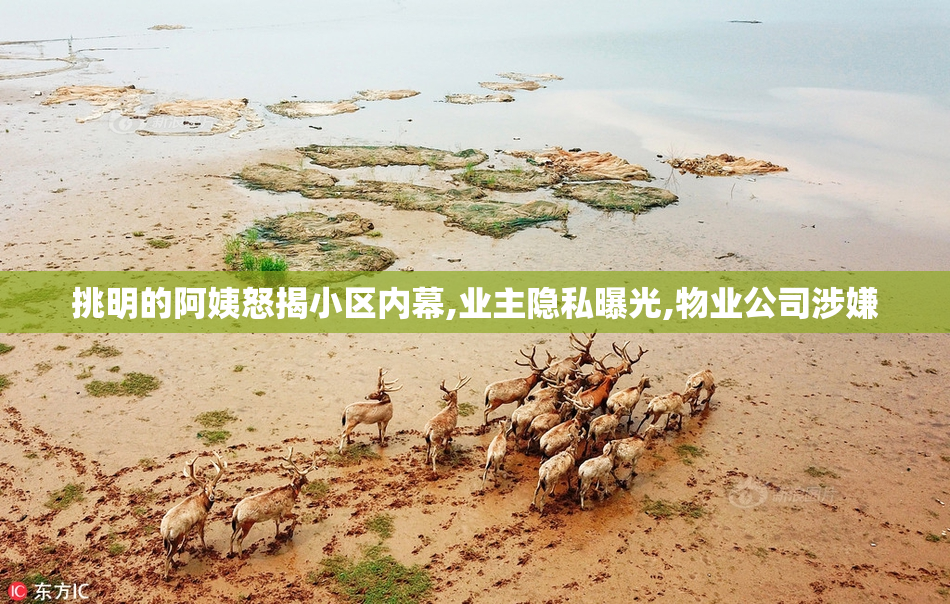 挑明的阿姨怒揭小区内幕,业主隐私曝光,物业公司涉嫌