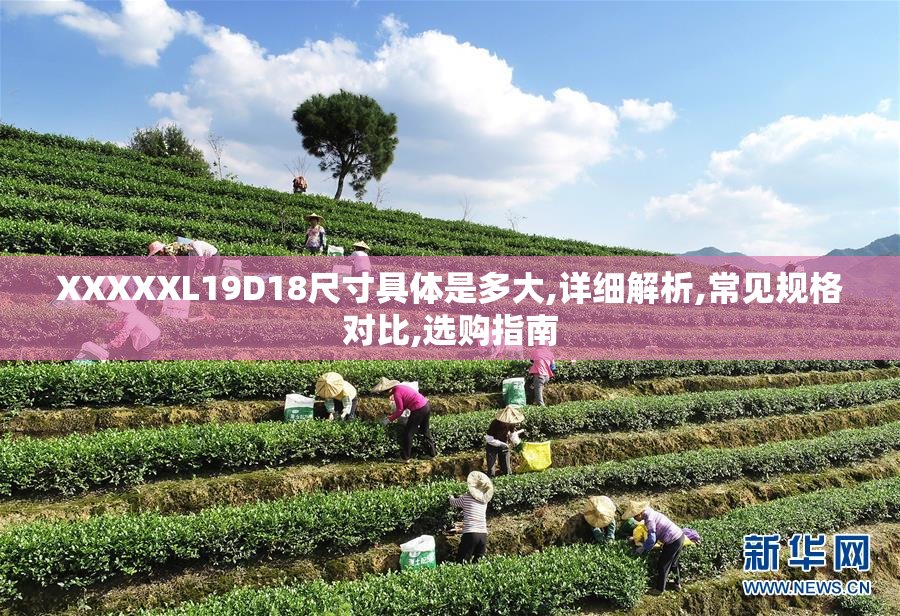 XXXXXL19D18尺寸具体是多大,详细解析,常见规格对比,选购指南