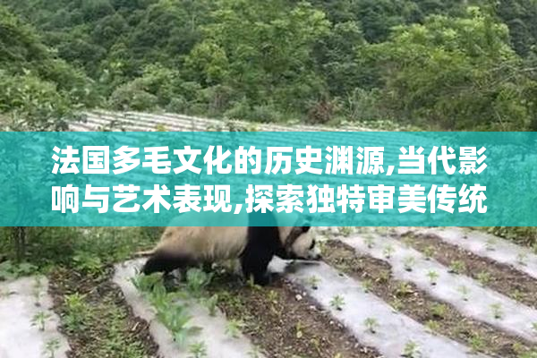 法国多毛文化的历史渊源,当代影响与艺术表现,探索独特审美传统