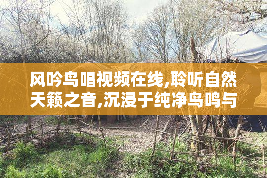 风吟鸟唱视频在线,聆听自然天籁之音,沉浸于纯净鸟鸣与风声的治愈