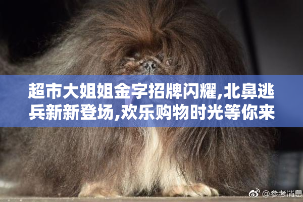 超市大姐姐金字招牌闪耀,北鼻逃兵新新登场,欢乐购物时光等你来体验