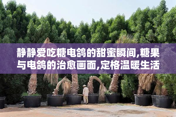 静静爱吃糖电鸽的甜蜜瞬间,糖果与电鸽的治愈画面,定格温暖生活片段