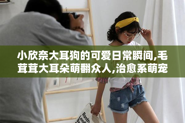 小欣奈大耳狗的可爱日常瞬间,毛茸茸大耳朵萌翻众人,治愈系萌宠