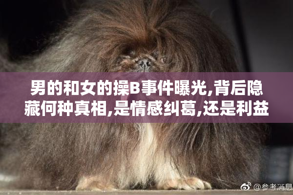 男的和女的操B事件曝光,背后隐藏何种真相,是情感纠葛,还是利益