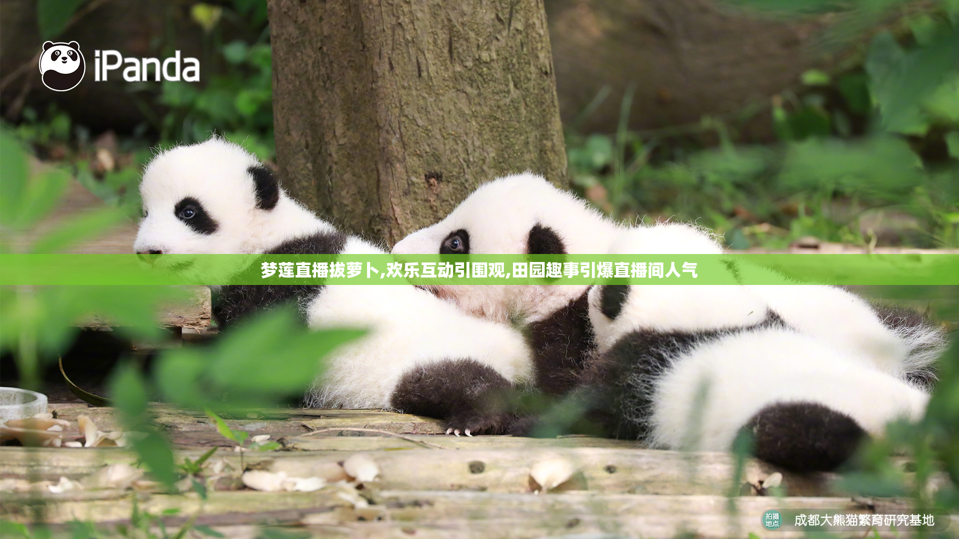 梦莲直播拔萝卜,欢乐互动引围观,田园趣事引爆直播间人气