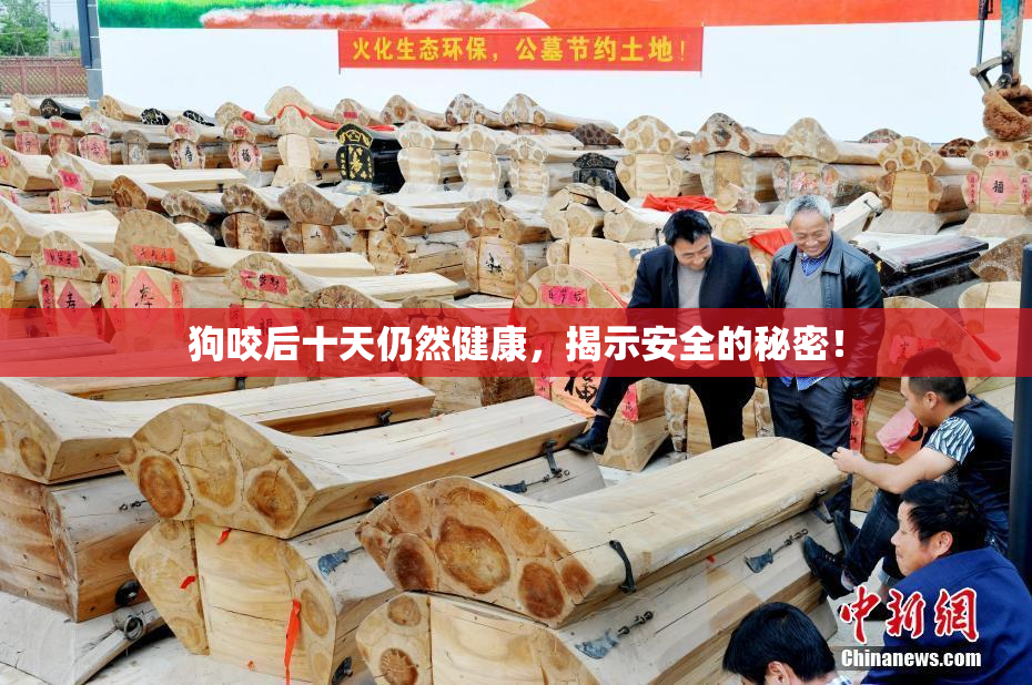 狗咬后十天仍然健康，揭示安全的秘密！