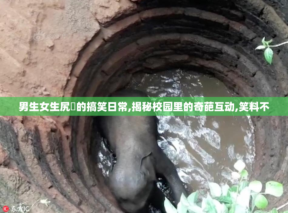 男生女生尻屄的搞笑日常,揭秘校园里的奇葩互动,笑料不