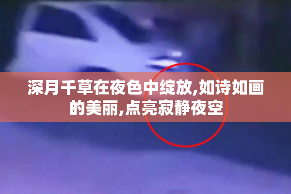 深月千草在夜色中绽放,如诗如画的美丽,点亮寂静夜空