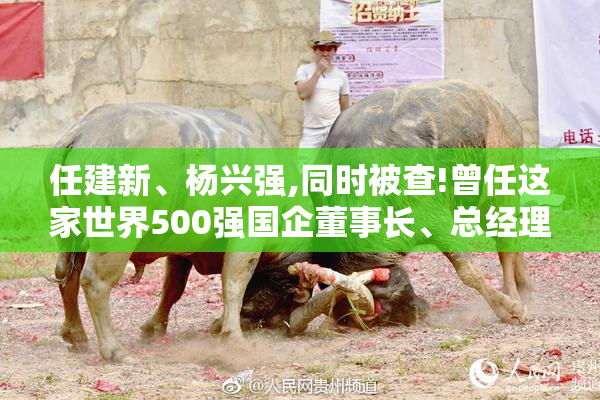 任建新、杨兴强,同时被查!曾任这家世界500强国企董事长、总经理