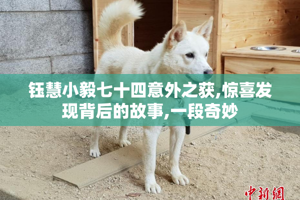 钰慧小毅七十四意外之获,惊喜发现背后的故事,一段奇妙