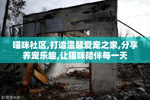 喵咪社区,打造温馨爱宠之家,分享养宠乐趣,让猫咪陪伴每一天