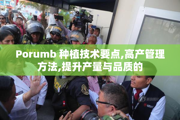 Porumb 种植技术要点,高产管理方法,提升产量与品质的