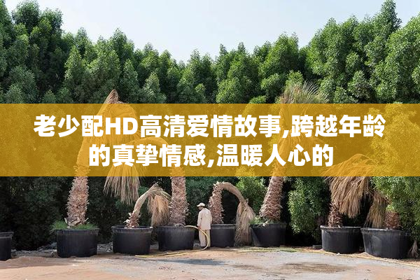 老少配HD高清爱情故事,跨越年龄的真挚情感,温暖人心的