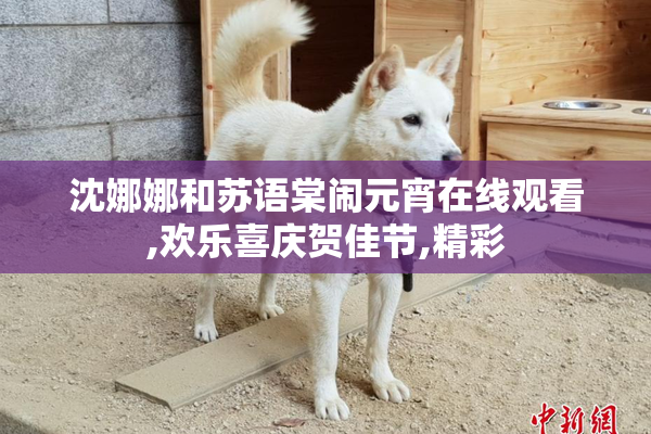 沈娜娜和苏语棠闹元宵在线观看,欢乐喜庆贺佳节,精彩