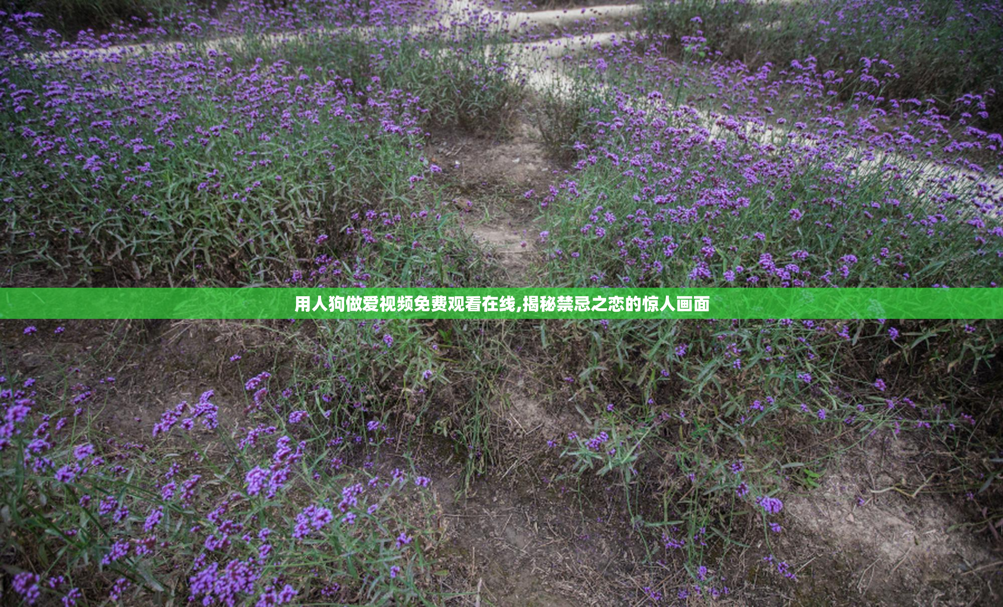 用人狗做爱视频免费观看在线,揭秘禁忌之恋的惊人画面