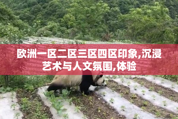 欧洲一区二区三区四区印象,沉浸艺术与人文氛围,体验